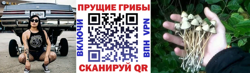 где продают   Ковдор  Галлюциногенные грибы Cubensis 